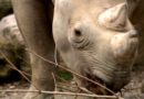 Cleveland Metroparks Zoo expande su hábitat de rinoceronte