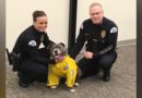 “El mejor perro”: el perro de rescate con enfermedad terminal se convirtió en un policía K-9 por un día