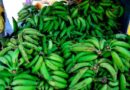 Dominicanos consumen más de ocho millones de plátanos diariamente »
