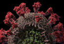 Un estudio concluye que la mutación del coronavirus multiplica