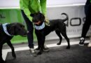 Francia comenzó a utilizar perros para detectar el coronavirus