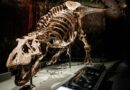 Tyrannosaurus rex caminaba sorprendentemente lento, encuentra un nuevo estudio