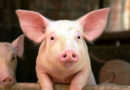 Departamento de EE.UU. confirma fiebre porcina está en RD