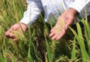 Escasez de fertilizantes afectará próxima cosecha de arroz