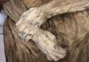 Encuentran a tres ‘parientes’ vivos de una momia suiza del siglo XVIII