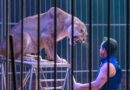 Francia prohibirá el uso de animales en los circos