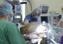 Científicos rusos instalan por primera vez un neuroimplante visual en un mono y en un futuro podría permitir recuperar la vista a personas ciegas