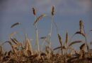 Los precios del trigo suben más de un 7 % y registran su máximo valor de los últimos 14 años