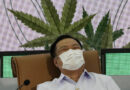 Tailandia repartirá gratis un millón de plantas de cannabis, pero pone una condición