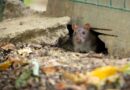 Un nuevo estudio advirtió que las ratas de la ciudad de Nueva York pueden portar variantes de COVID-19