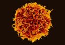 Avance contra el VIH: hallan una proteína que ayuda al virus a permanecer latente