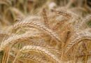 Unión Europea autoriza prolongar hasta septiembre restricciones a importación de grano ucraniano
